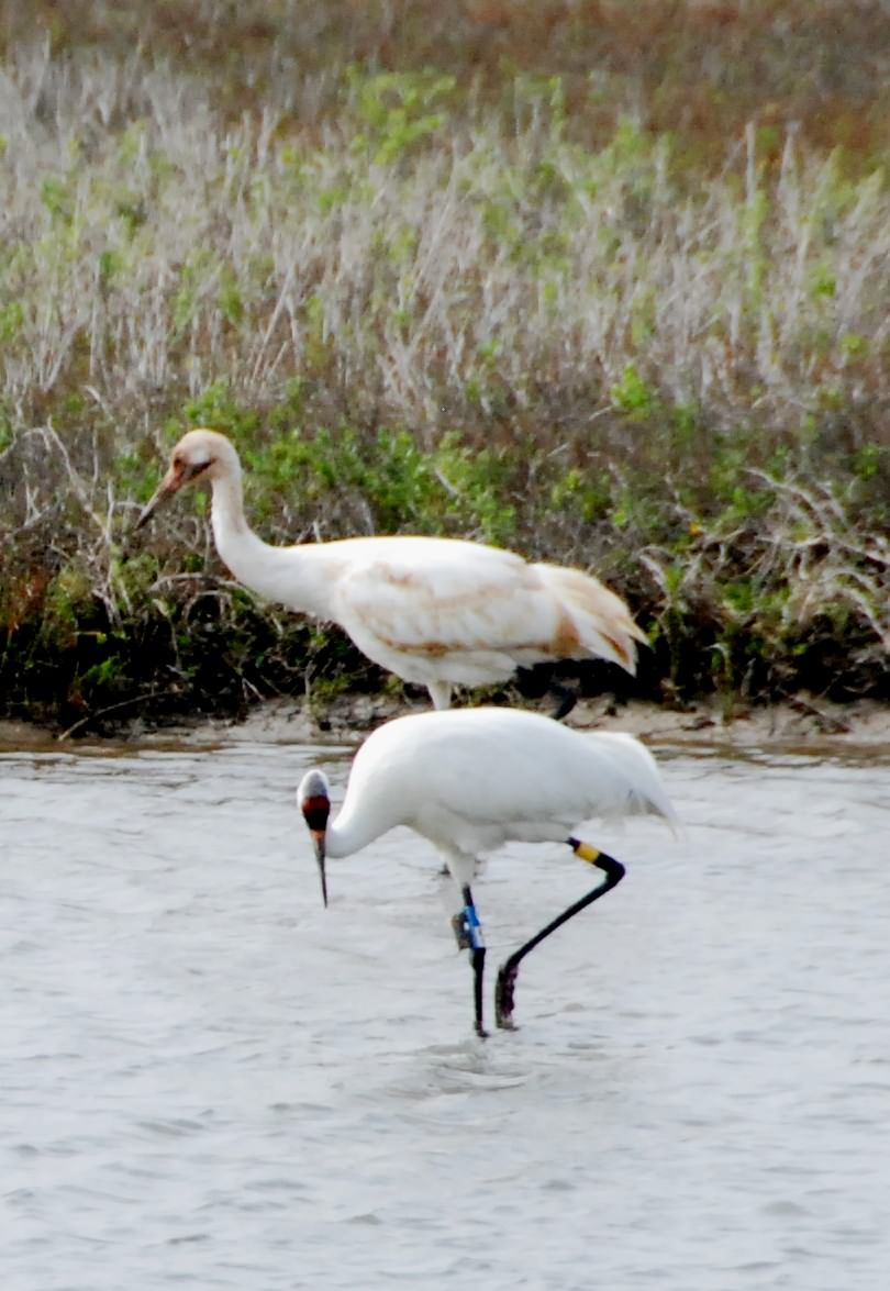 Two of 308 whooping cranes bred in the wild